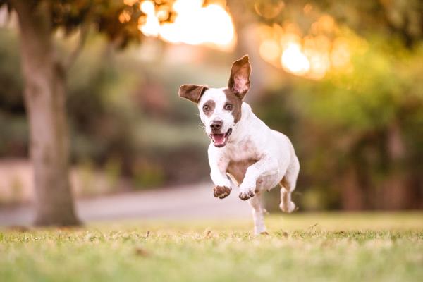 /Images/uploads/Friends of Seal Beach Animal Care Center/2022sbacc/entries/20915thumb.jpg